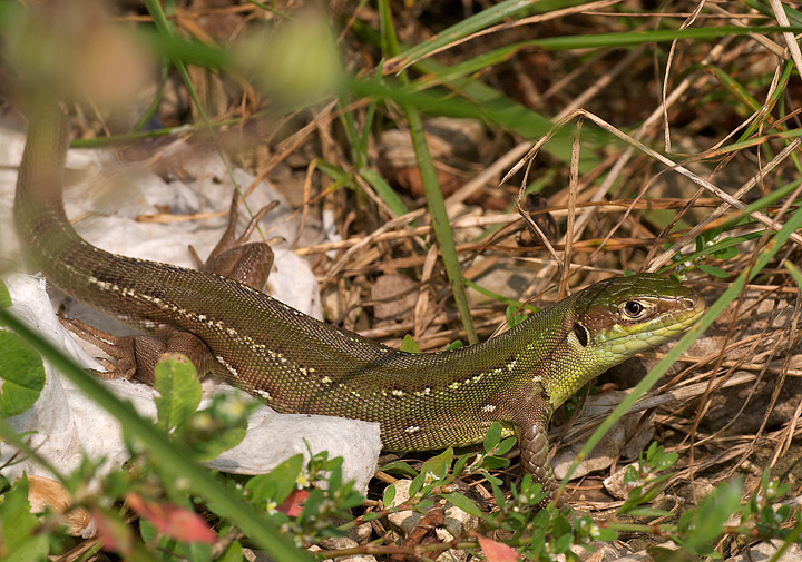 Lacerta bilineata femmina